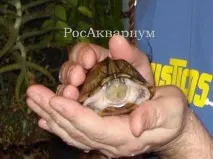 РосАкваріум вона