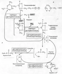 Shpargalka_po_biohimii(ceccuu.net) - T9 shpargalka_po_biohimii
