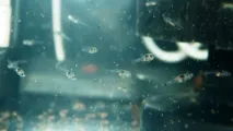 Бичок Бджілка (Brachygobius doriae) - зміст, розведення brachygobius