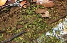 Бичок Бджілка (Brachygobius doriae) - зміст, розведення brachygobius