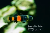 Бичок Бджілка (Brachygobius doriae) - зміст, розведення brachygobius