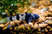 Бичок Бджілка (Brachygobius doriae) - зміст, розведення brachygobius