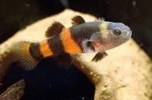 Бичок Бджілка (Brachygobius doriae) - зміст, розведення бджілка