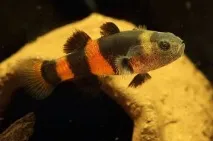 Бичок Бджілка (Brachygobius doriae) - зміст, розведення бичок