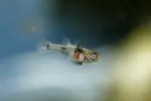 Бичок Бджілка (Brachygobius doriae) - зміст, розведення brachygobius