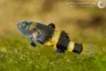 Бичок Бджілка (Brachygobius doriae) - зміст, розведення бичок