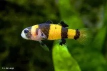 Бичок Бджілка (Brachygobius doriae) - зміст, розведення бичок