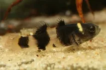 Бичок Бджілка (Brachygobius doriae) - зміст, розведення бджілка