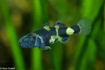 Бичок Бджілка (Brachygobius doriae) - зміст, розведення brachygobius