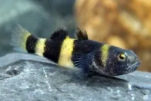 Бичок Бджілка (Brachygobius doriae) - зміст, розведення бджілка