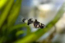 Бичок Бджілка (Brachygobius doriae) - зміст, розведення brachygobius