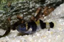 Бичок Бджілка (Brachygobius doriae) - зміст, розведення бджілка