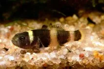 Бичок Бджілка (Brachygobius doriae) - зміст, розведення бичок