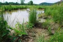 Бичок Бджілка (Brachygobius doriae) - зміст, розведення бджілка