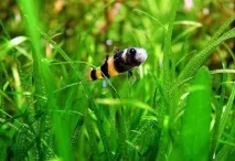 Бичок Бджілка (Brachygobius doriae) - зміст, розведення brachygobius