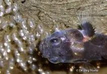 Бичок Бджілка (Brachygobius doriae) - зміст, розведення brachygobius