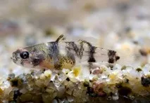 Бичок Бджілка (Brachygobius doriae) - зміст, розведення brachygobius