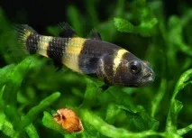 Бичок Бджілка (Brachygobius doriae) - зміст, розведення бичок