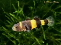 Бичок Бджілка (Brachygobius doriae) - зміст, розведення brachygobius