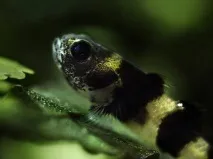 Бичок Бджілка (Brachygobius doriae) - зміст, розведення brachygobius