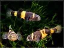 Бичок Бджілка (Brachygobius doriae) - зміст, розведення бичок
