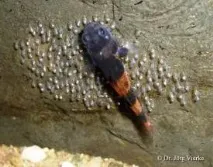 Бичок Бджілка (Brachygobius doriae) - зміст, розведення бджілка