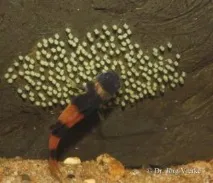 Бичок Бджілка (Brachygobius doriae) - зміст, розведення brachygobius