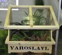 квіти