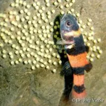 Бичок Бджілка (Brachygobius doriae) - зміст, розведення бичок