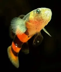 Бичок Бджілка (Brachygobius doriae) - зміст, розведення brachygobius