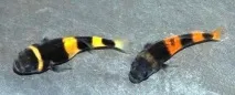 Бичок Бджілка (Brachygobius doriae) - зміст, розведення бджілка