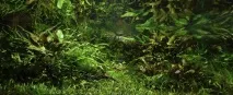 Бичок Бджілка (Brachygobius doriae) - зміст, розведення бичок