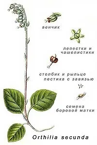 Борова матка при безплідді борової