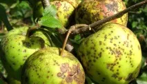 Хвороби яблунь та способи їх лікування хвороби
