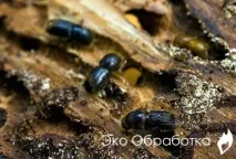 Боротьба з короїдом Знищення жука короїда в дерев’яному будинку короїда