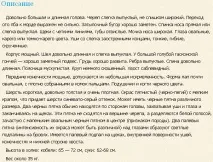 Великий блакитний гасконський гончак великий