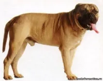 хвороби