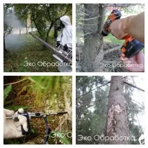 Боротьба з короїдом Знищення жука короїда в дерев’яному будинку дерев
