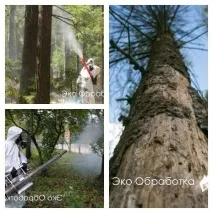 Боротьба з короїдом Знищення жука короїда в дерев’яному будинку короїда