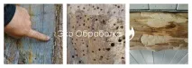 Боротьба з короїдом Знищення жука короїда в дерев’яному будинку боротьба