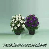 вирощування