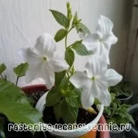 вирощування