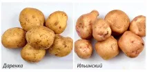 ранньостиглі
