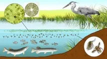 Ланцюги живлення у водоймі як стійка екосистема ланцюги