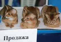 котки