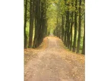 Центральний ботанічний сад у Мінську центральний