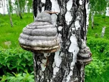 chaga