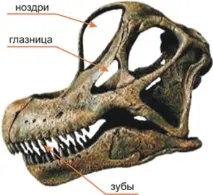 юрський