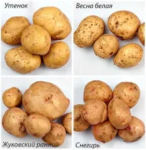 найпопулярніші