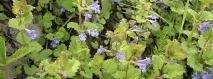 hederacea